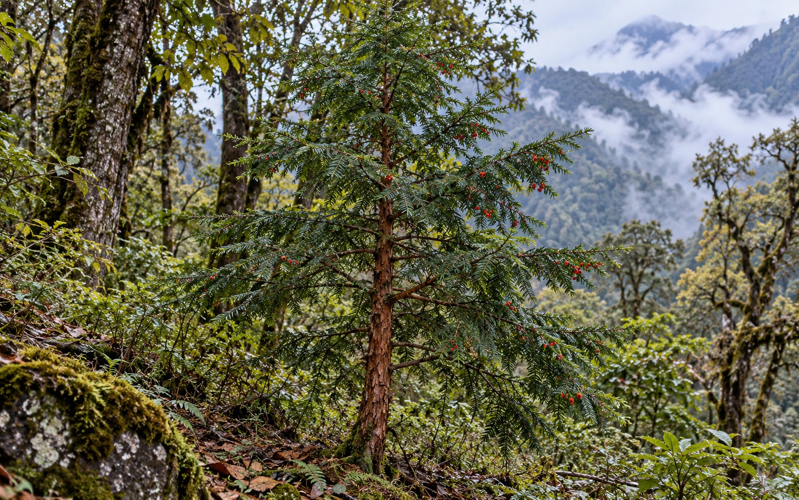 Himalayan yew tree and foliage · AI image