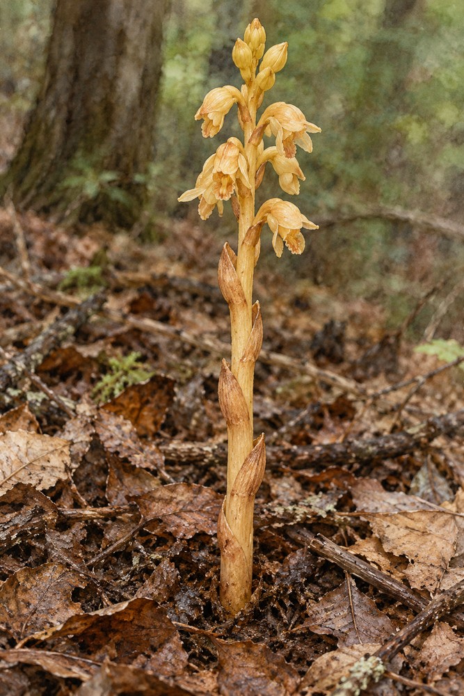 Gastrodia tuber — Living plant / source habitat