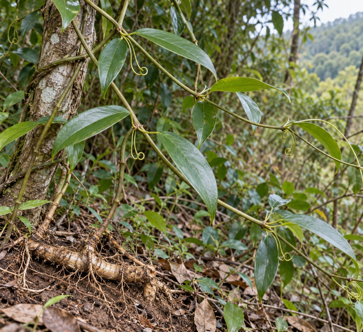 Tu Fu Ling · glabrous greenbrier rhizome — Living plant / source habitat