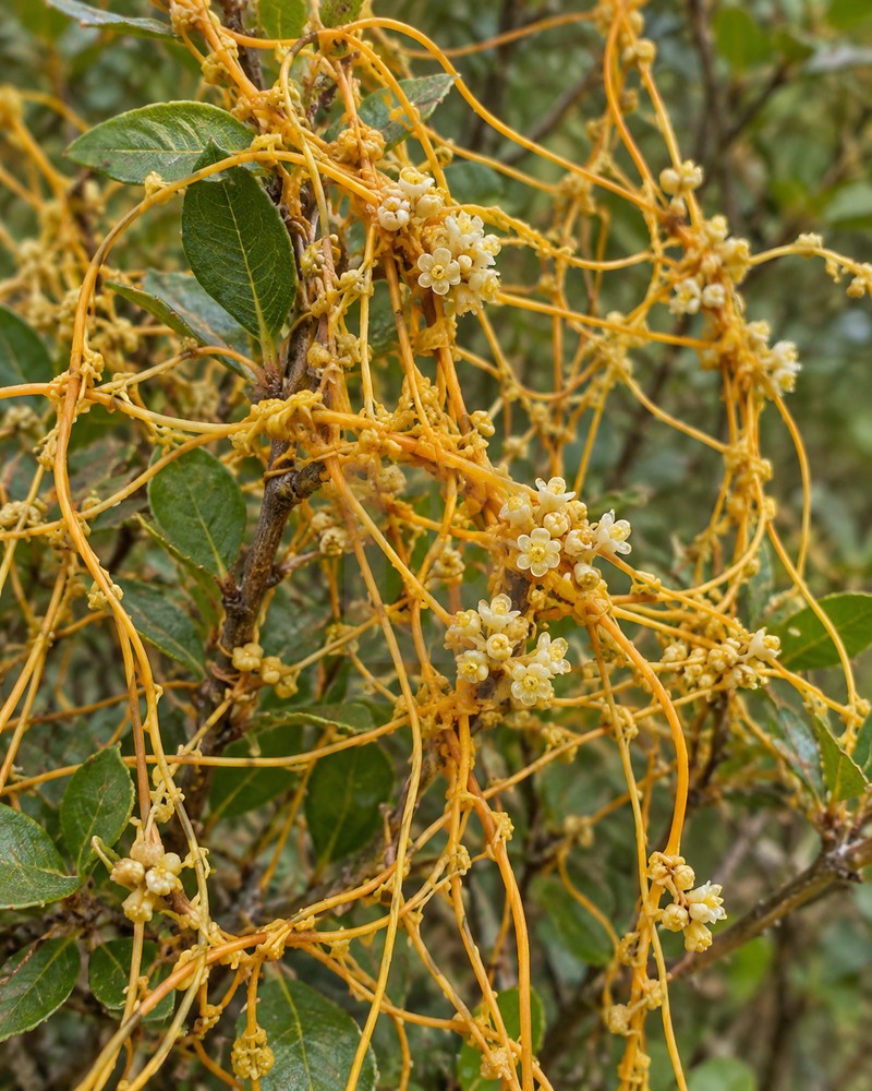 Tu Si Zi · Chinese dodder seed — Living plant / source habitat