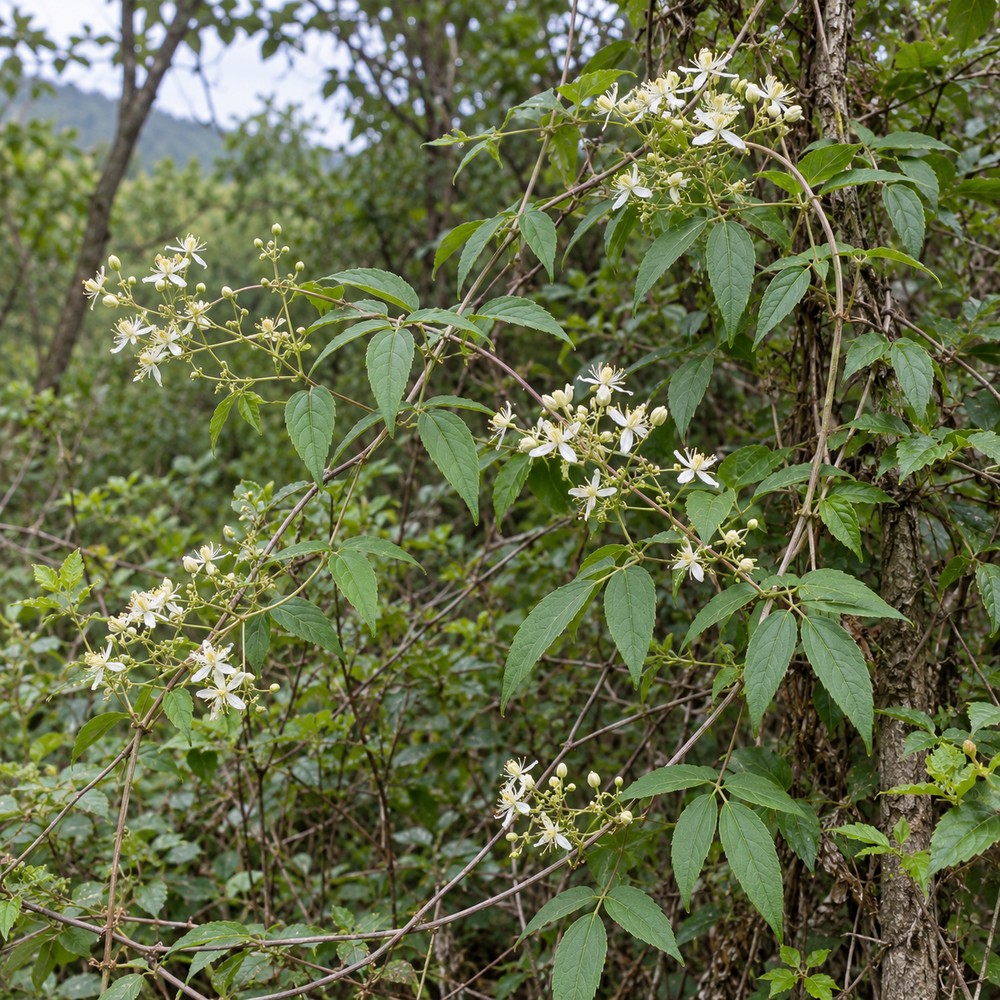 Wei Ling Xian — Living plant / source habitat
