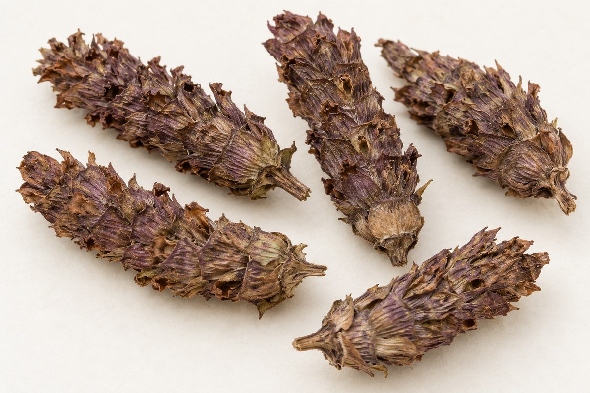 Xia Ku Cao · common selfheal spike — Dried materia medica