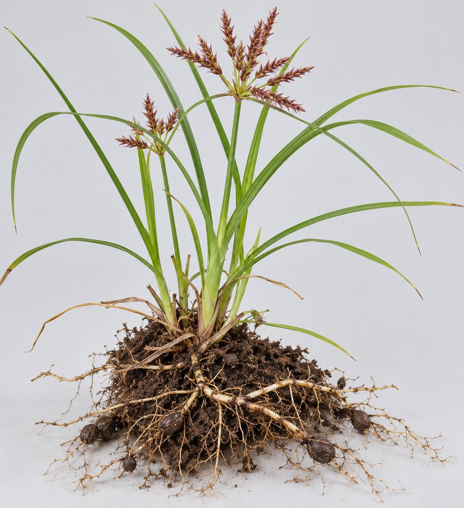 Nutgrass galingale — Living plant / source habitat