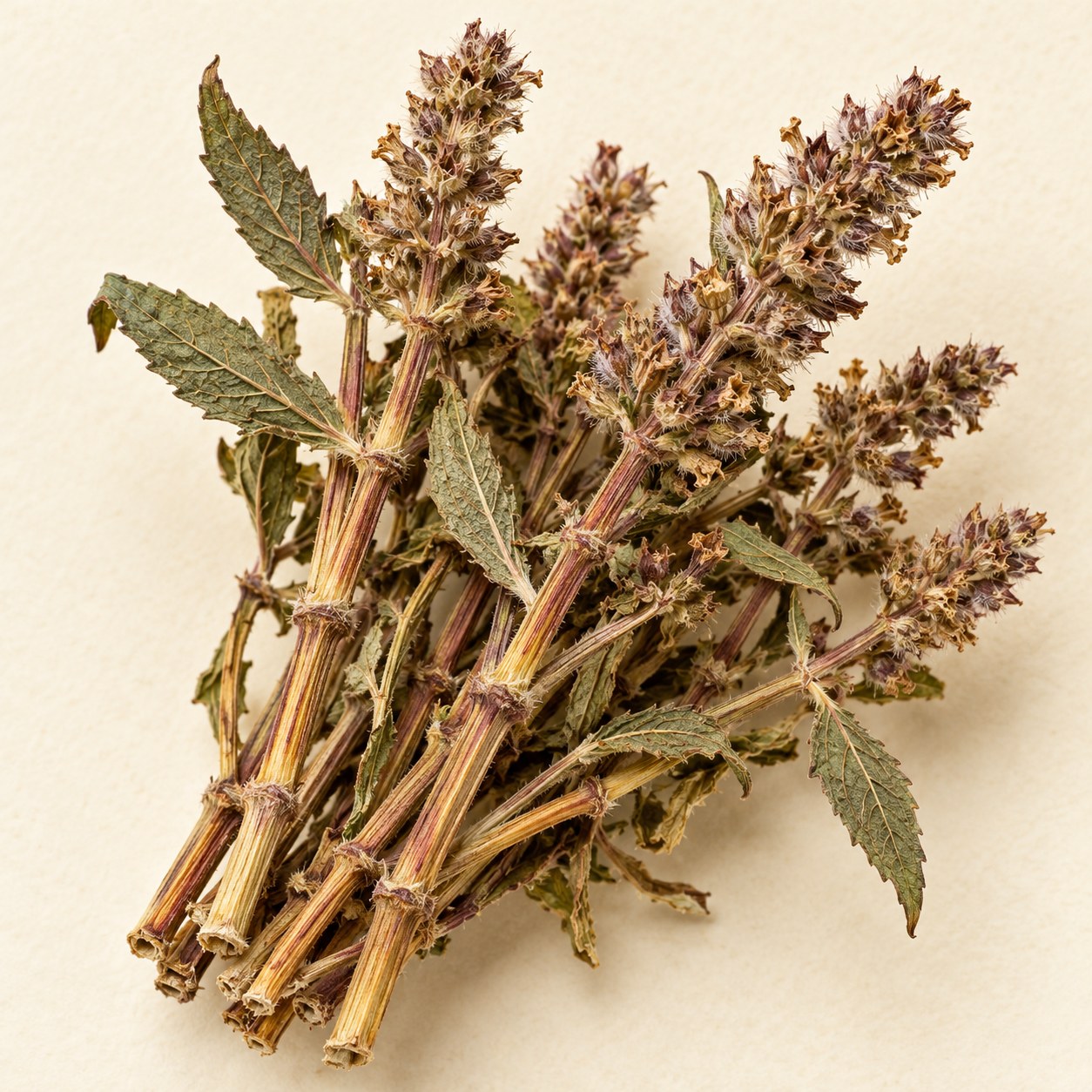 Xiang Ru · Chinese Mosla — Dried materia medica