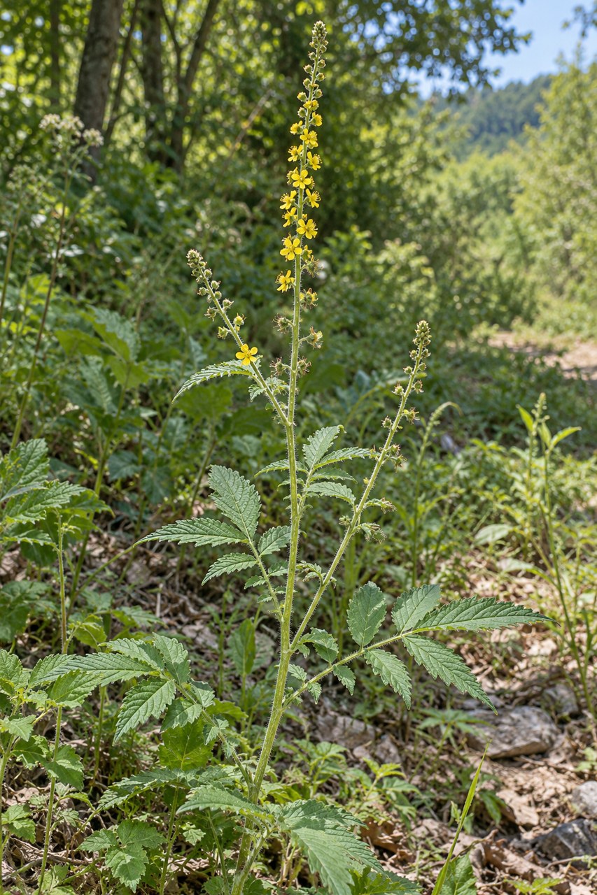 Xian He Cao · hairyvein agrimony — Living plant / source habitat
