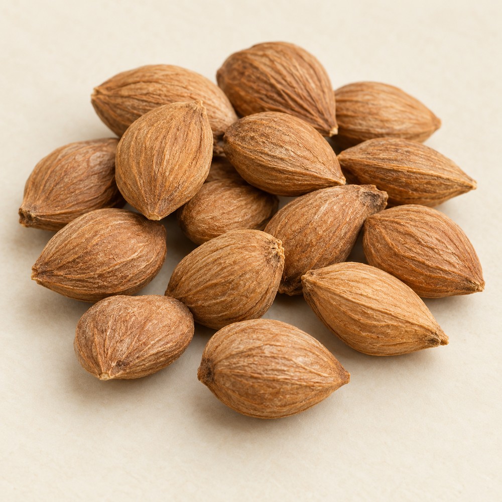 Bitter apricot kernel — dried material