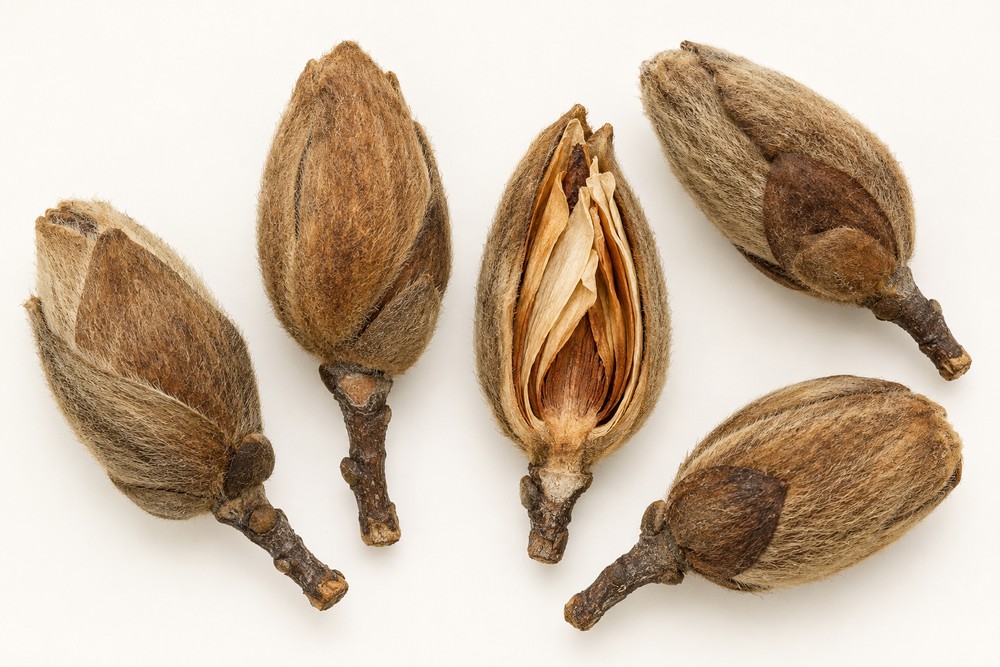 Xin Yi — Dried materia medica