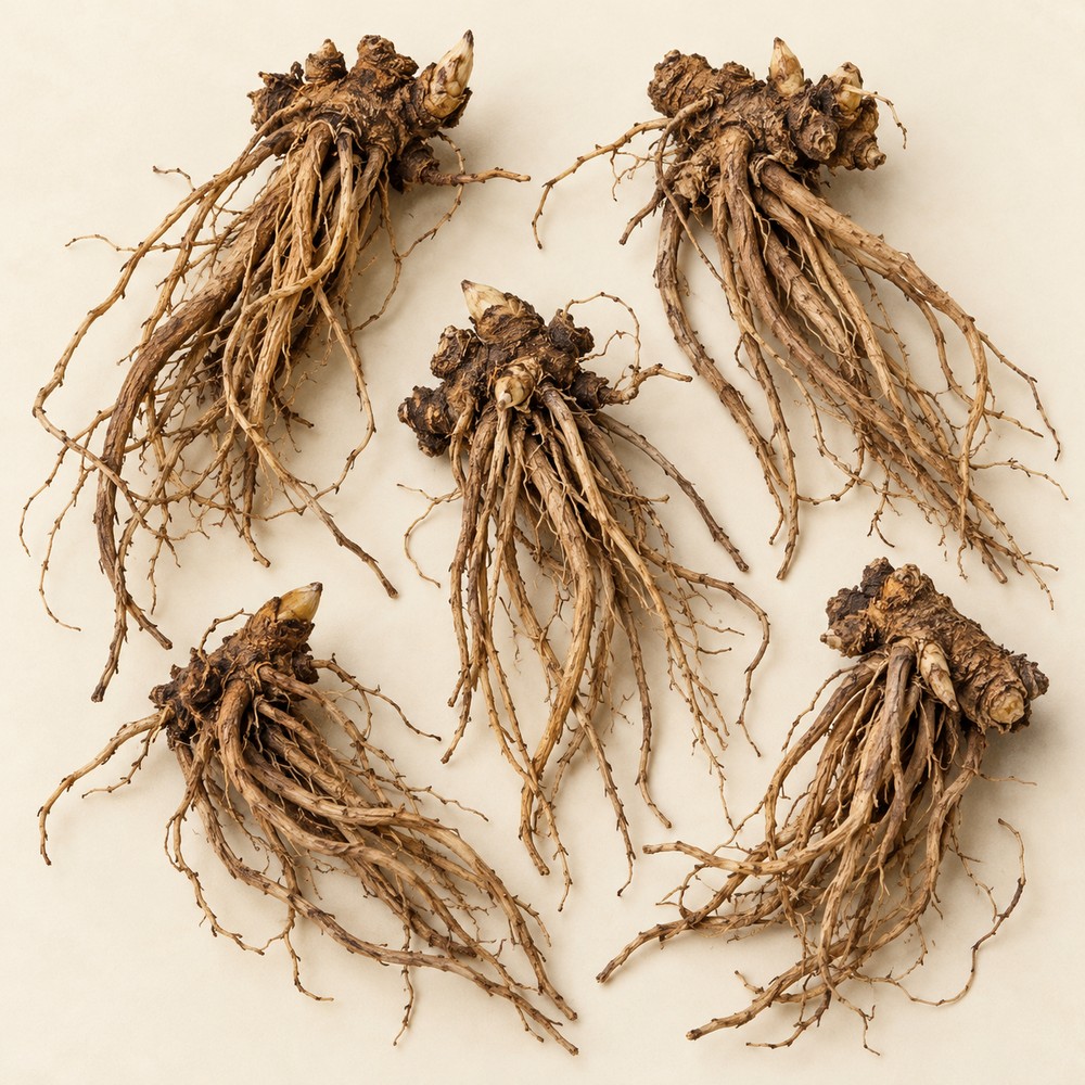 Xi Xin — Dried materia medica