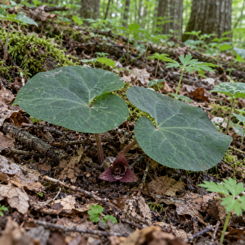 Xi Xin — Living plant / source habitat