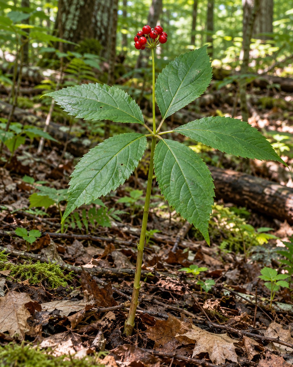 Xi Yang Shen · American ginseng — Living plant / source habitat