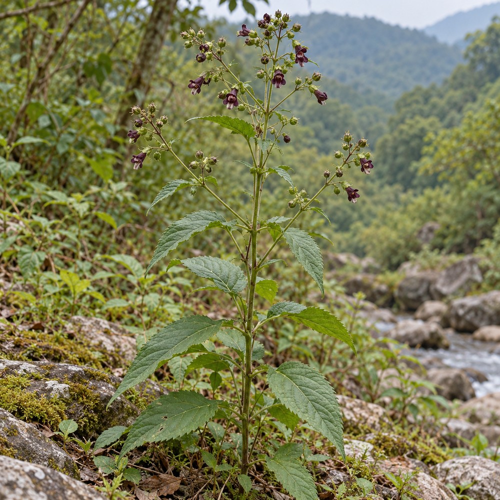Figwort root — Living plant / source habitat