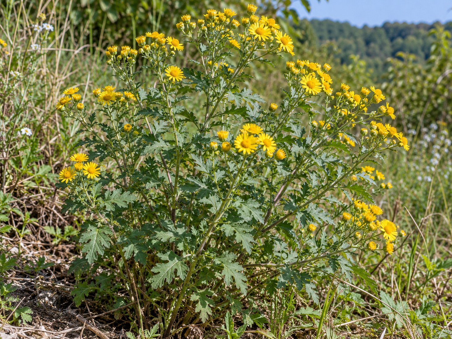 Ye Ju Hua · Wild chrysanthemum flower — Living plant / source habitat