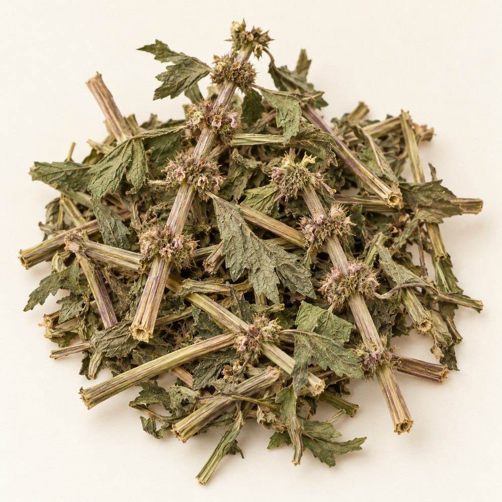 Motherwort herb — Dried materia medica
