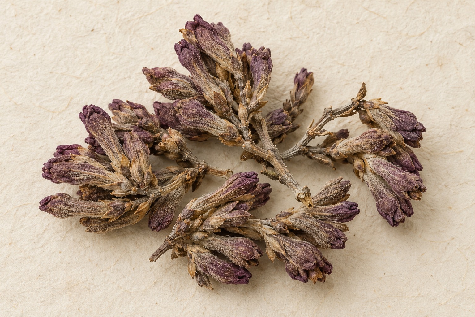 Yuan Hua — dried material