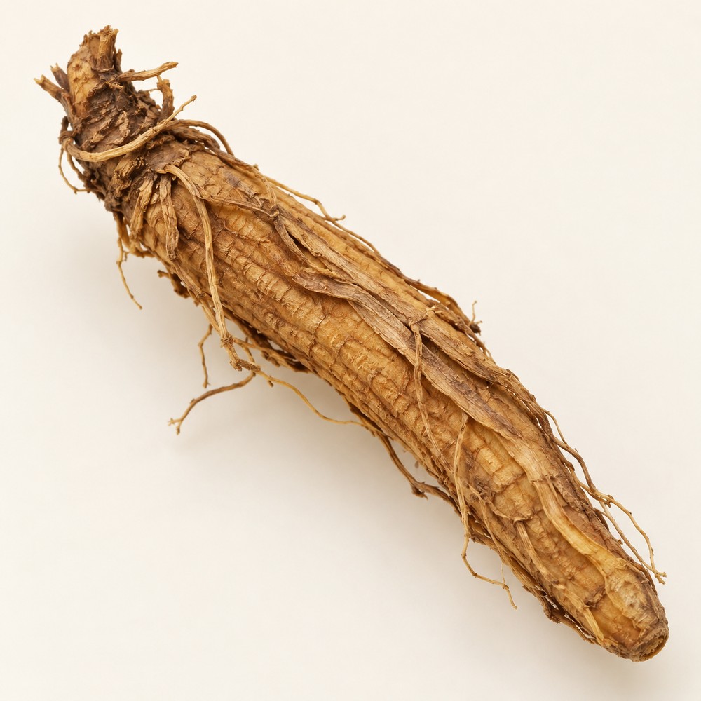 Thinleaf milkwort root — Dried materia medica