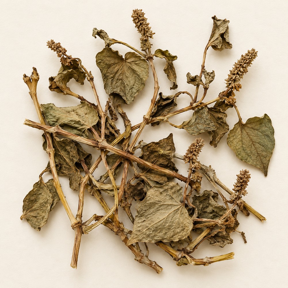 Heartleaf houttuynia — Dried materia medica