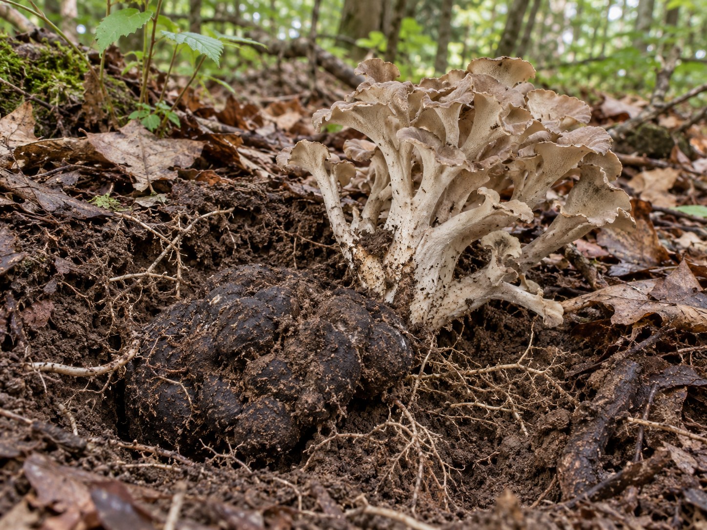 Zhu Ling · Umbellate polypore sclerotium — Living plant / source habitat
