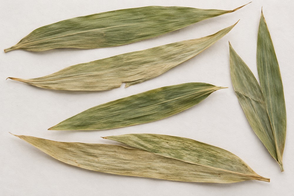 Bamboo leaf — dried material