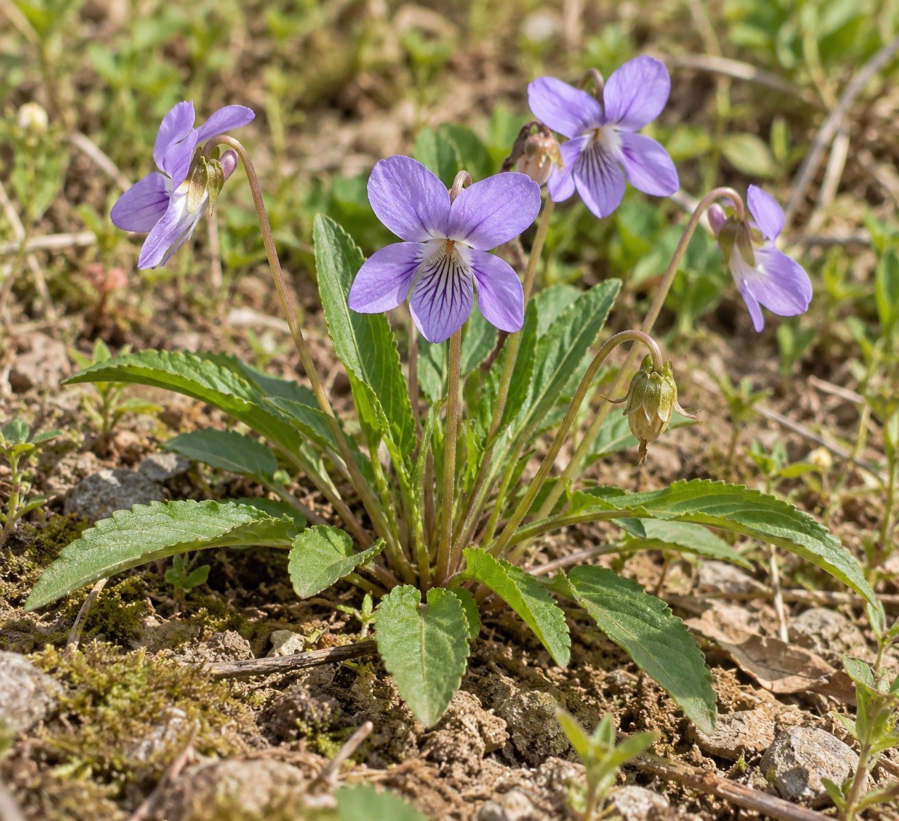 Zi Hua Di Ding · violet herb — Living plant / source habitat