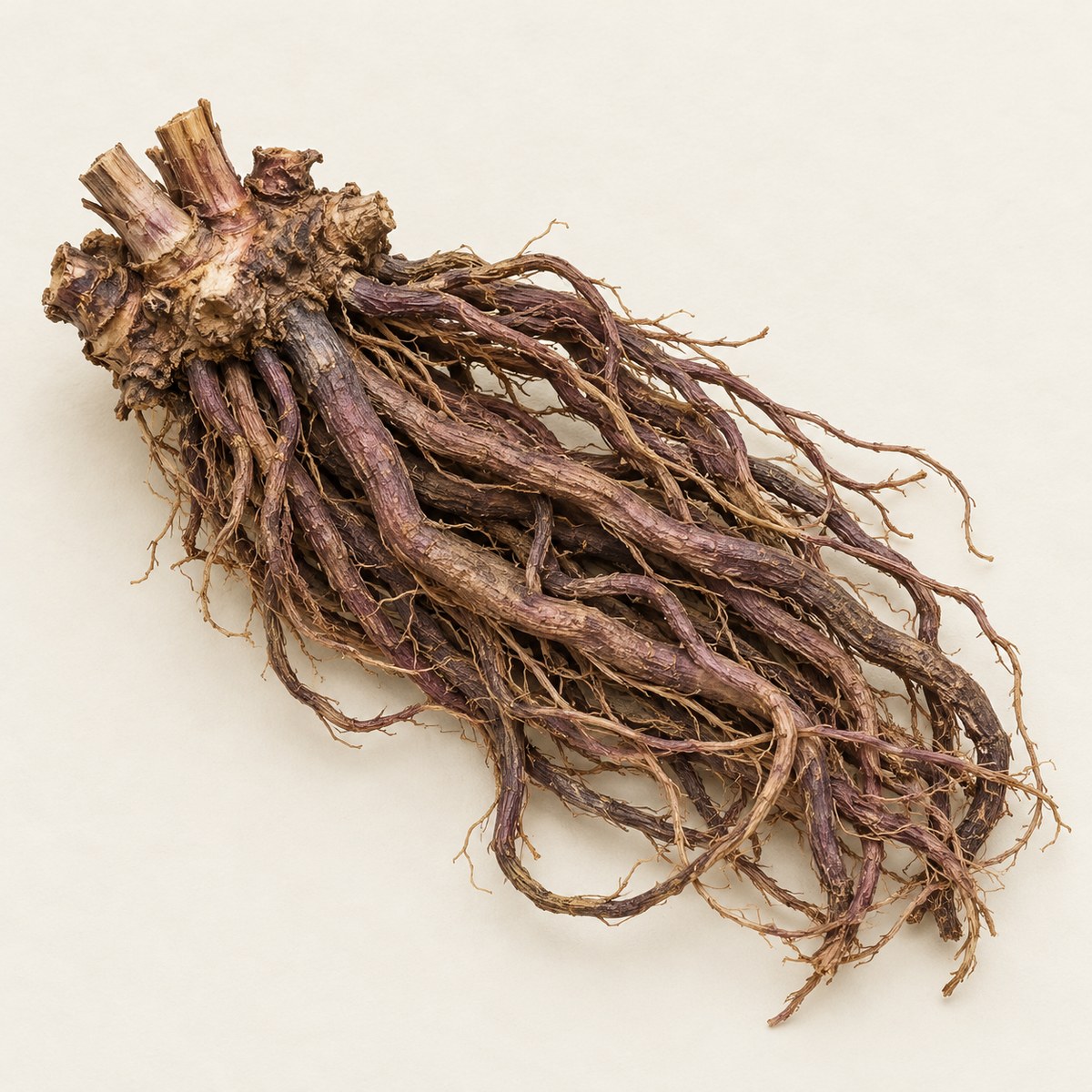 Zi Wan — dried materia medica